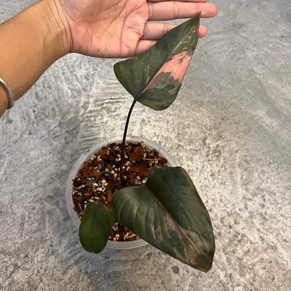 Th7-14139 Reserved for Hector Homalomena pink diamond Low color