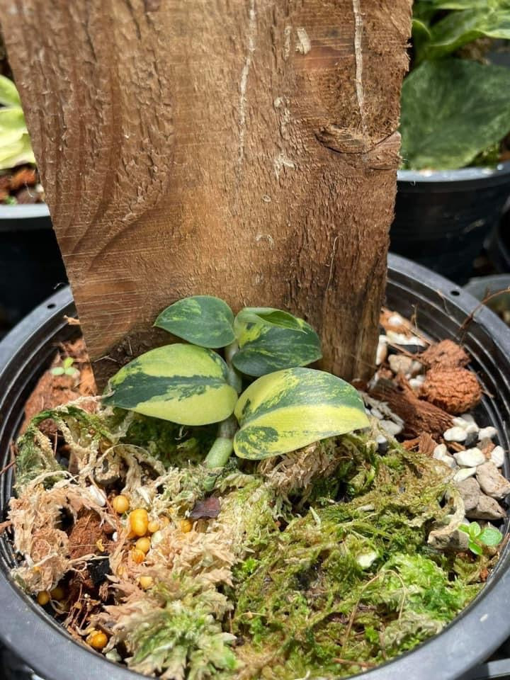 Th12-14060 Reserved for Kimberly Murphy Raphidophora honkongensis aurea $130 Addon ship $5