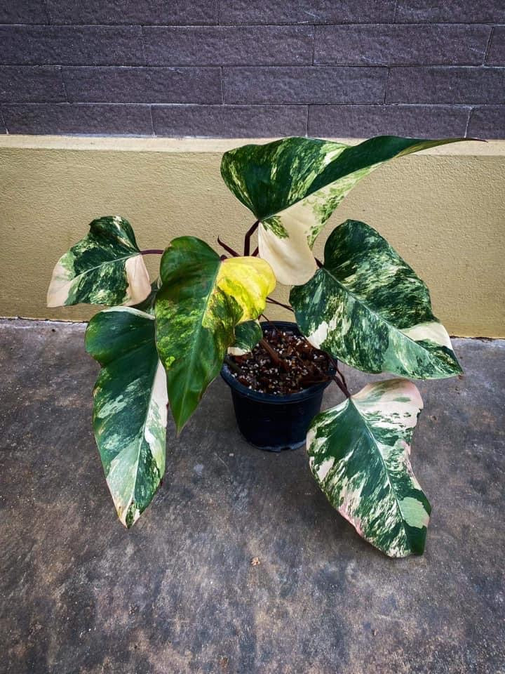 Th17-18241 Julian Grimm Strawberry shake