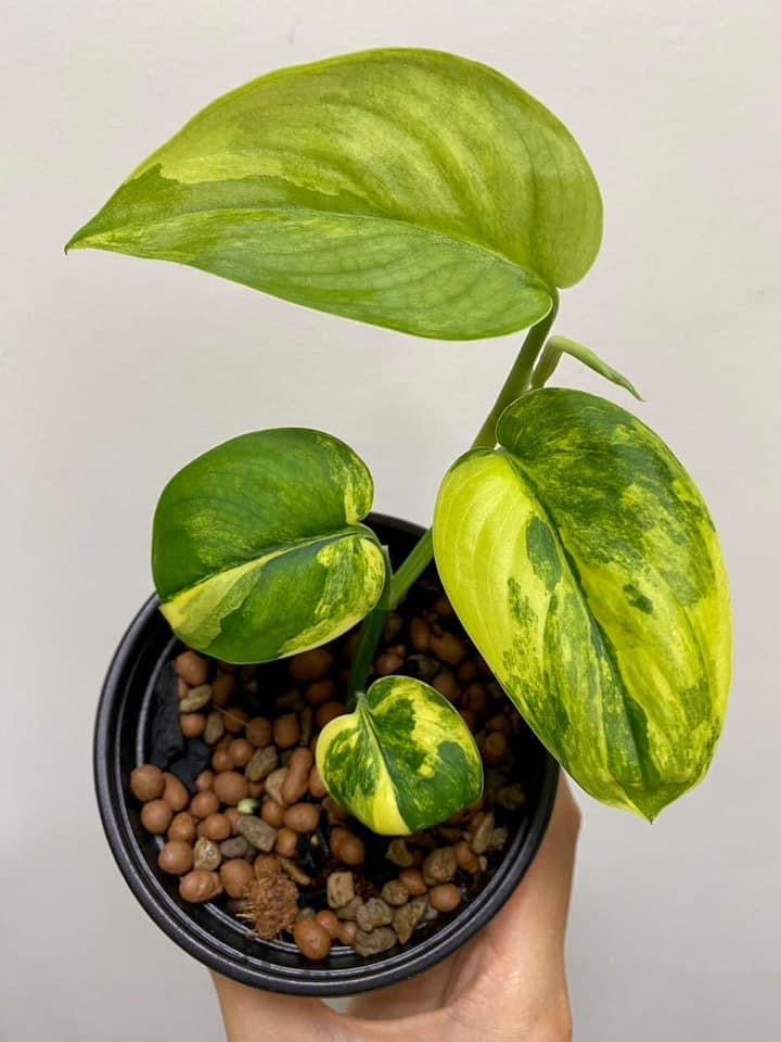 Th4-14046 Reserved for Kaitlyn Huynh Scindapsus jade satin