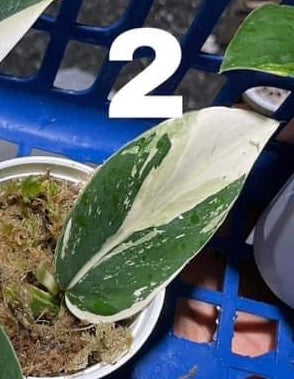 Th12-14118 Reserved for Celeste Raphidophora hongkongensis albo giant $