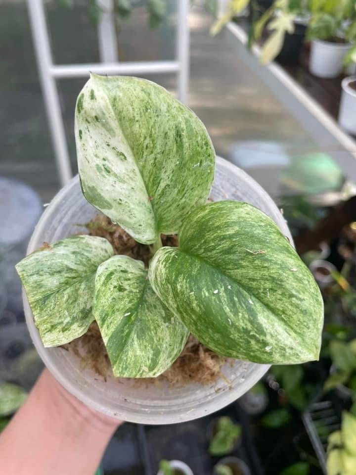 Th3-14036 Reserved for Shoba Iyer Moolight marble $250