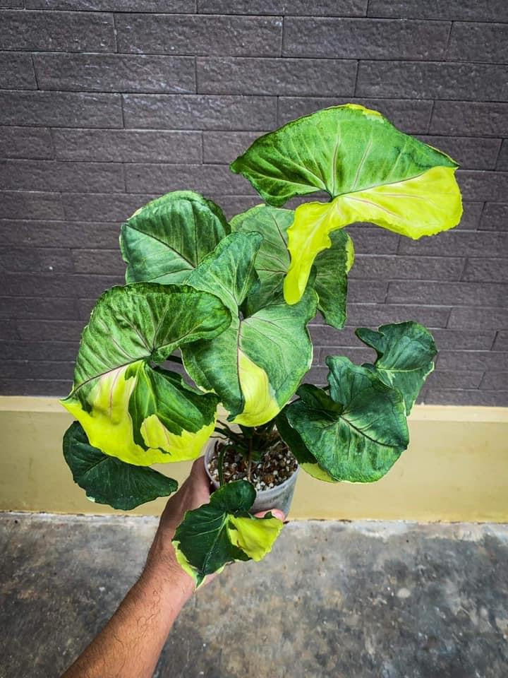 Th17-18243 Anisia Guzelides Syngonium Variegated golden allusion