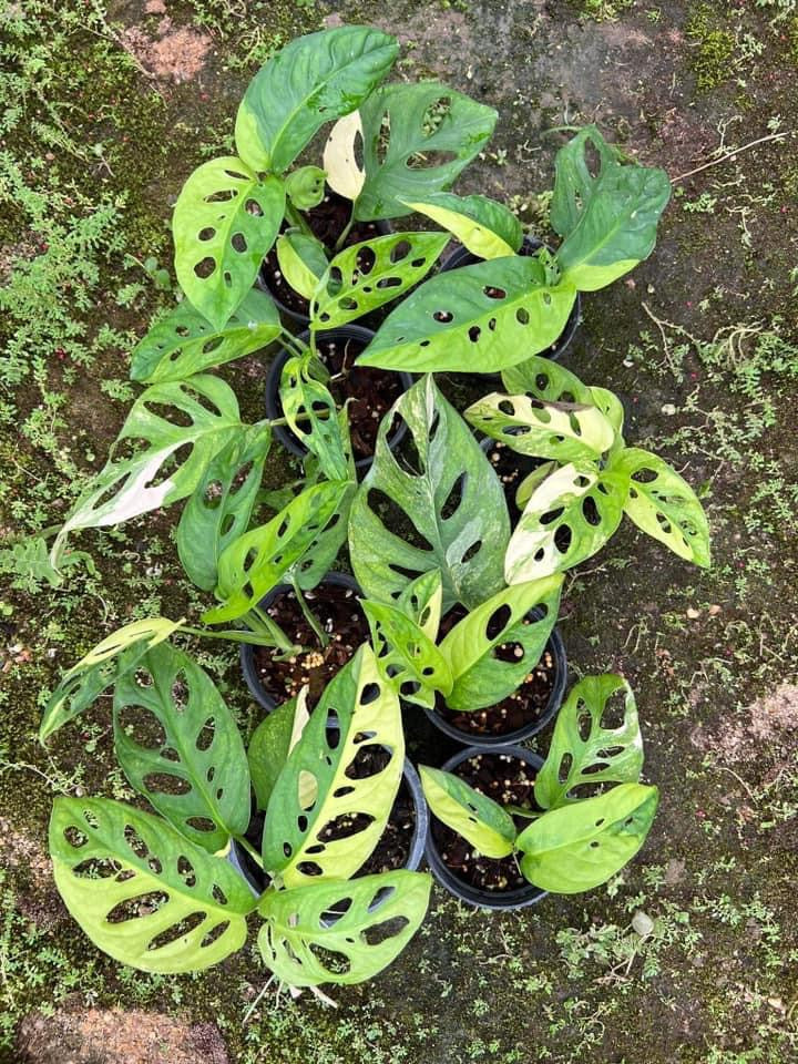 Th6-14115 Reserved for Marissa Adansonii aurea