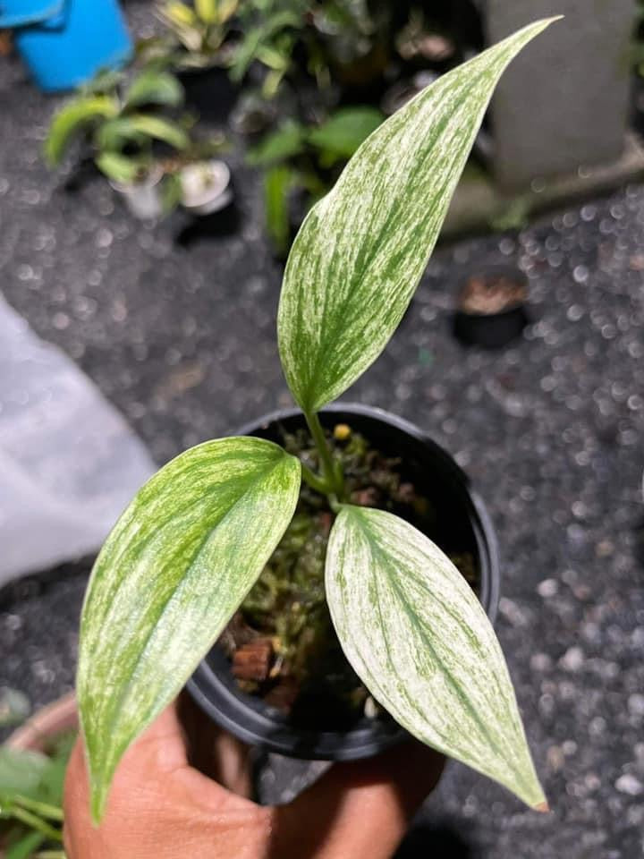 Th12-18230 Sarah Villalon Scindapsus officinalis mint