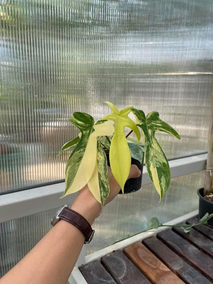 TH3-14124 Reserved for Roxanne Florida beauty