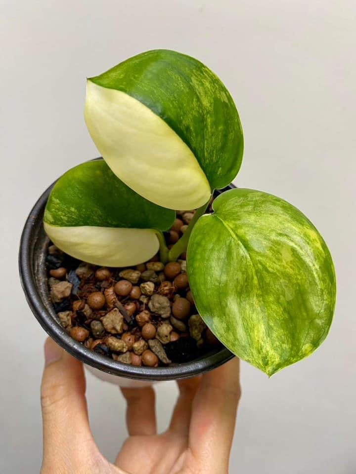 Th4-14045 Reserved for Kaitlyn Huynh Scindapsus jade satin