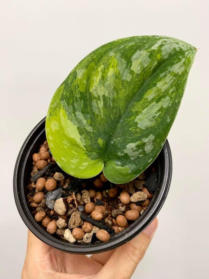 Th4-14145 Reserved for Minh Ha Scindapsus sentarum (Var argyreaus)