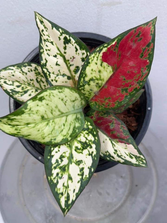 TH2-15103 Reserved for Karen Aglaonema variegated super black