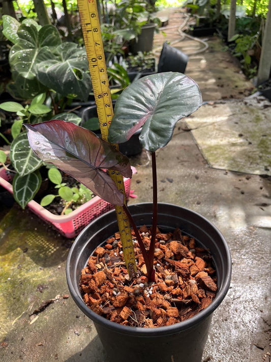 Th2-14038 Reserved for Linds McLaughlin Alocasia Serendipity