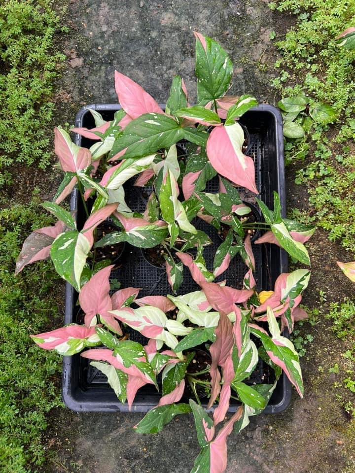 Th6-14126 Reserved for Mayra Syngonium red spot tricolor FREE