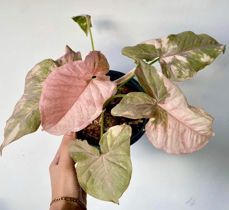 Th08-18314 Sarah Villalon Syngonium Pink Spot Double Variegated