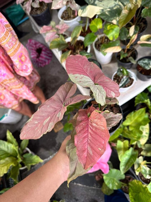 Th08-18281 Becca Syngonium pink aura