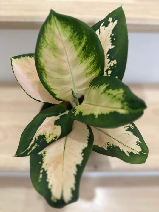 Th2-14106 Reserved for Marissa Aglaonema monalisa white