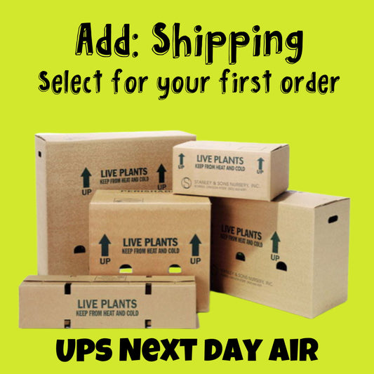 Handling & Domestic UPS Next Day Shipping