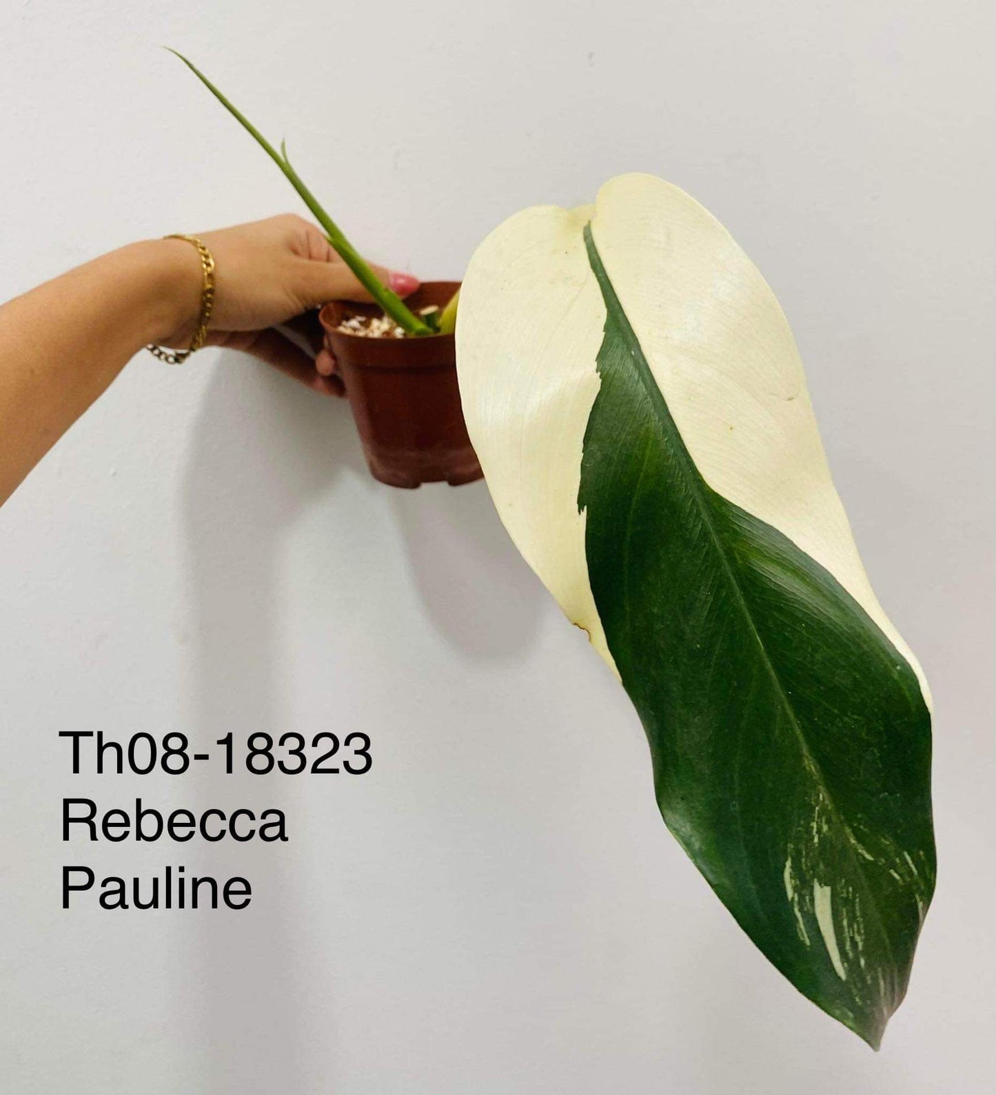 Th08-18323 Blue Albo Mutation Giant Rebecca Pauline