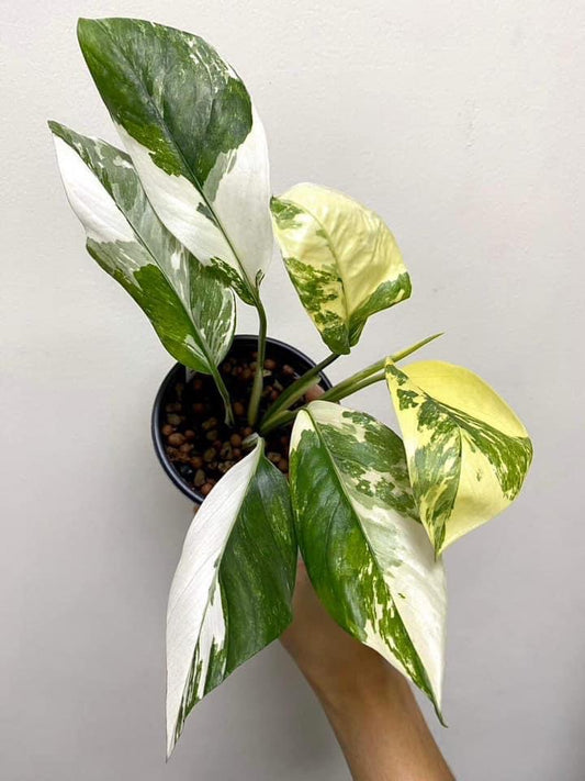 Th4 Th4-14047 Reserved for Kaitlyn Huynh Monstera variegated lecheriana