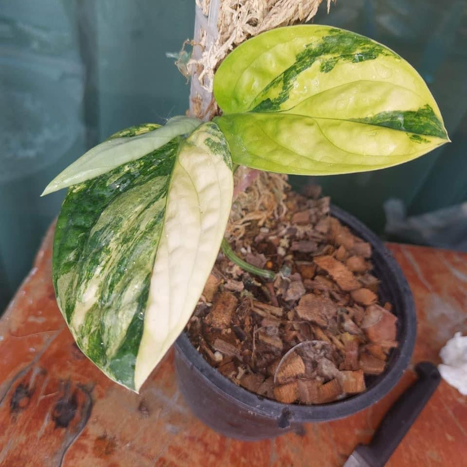 Th16-14035 Variegated peru Reserved for Ellen Han