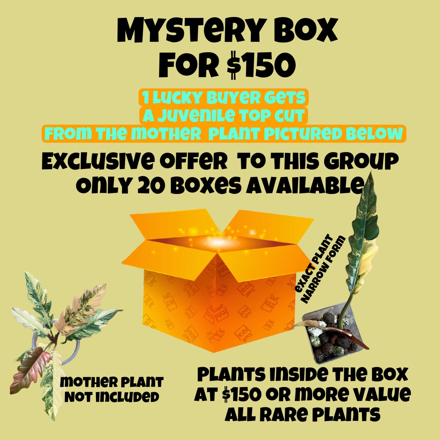 Mystery Box